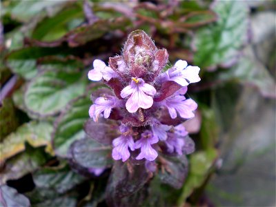 Ajuga reptans atropurpurea [rood zenegroen]