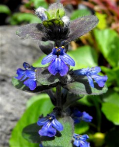 Ajuga reptans in the Botanical Building at Balboa Park in San Diego, California, USA. Identified by sign.