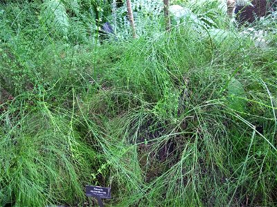 A photograph of Russelia equisetiformis.