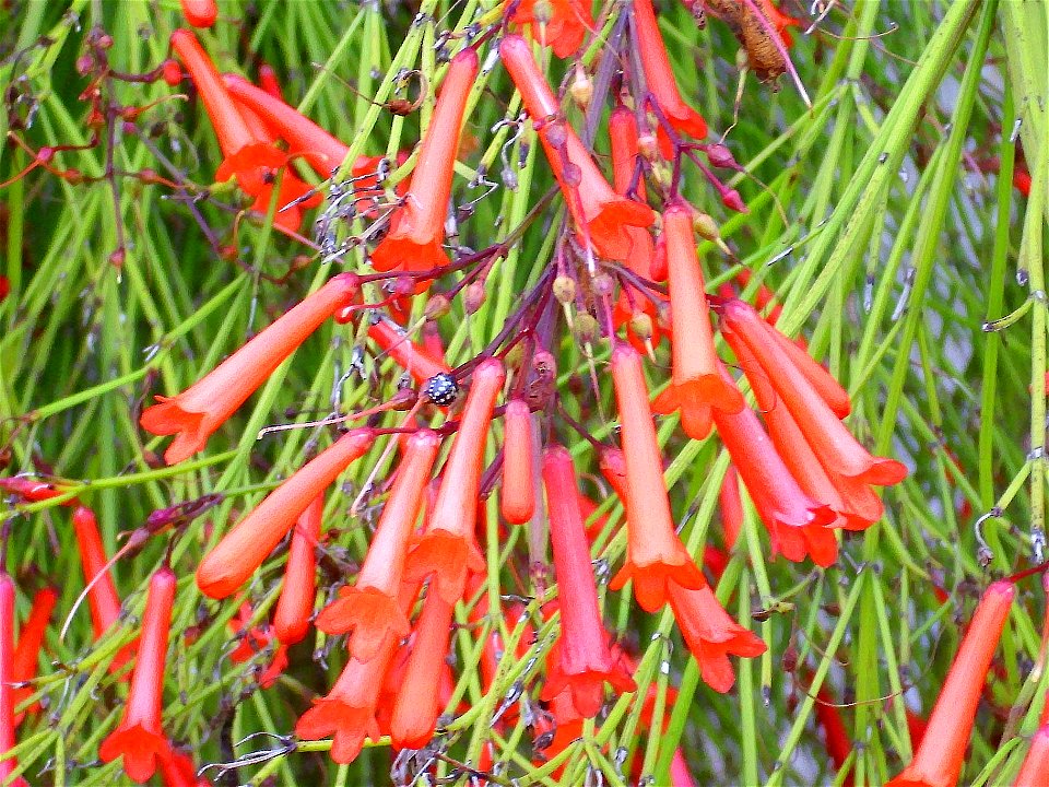Russelia equisetiformis flowers close up, Torrelamata, Torrevieja, Alicante, Spain