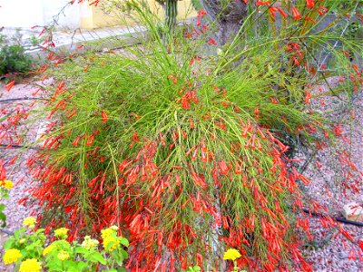 Russelia equisetiformis habit, Torrelamata, Torrevieja, Alicante, Spain
