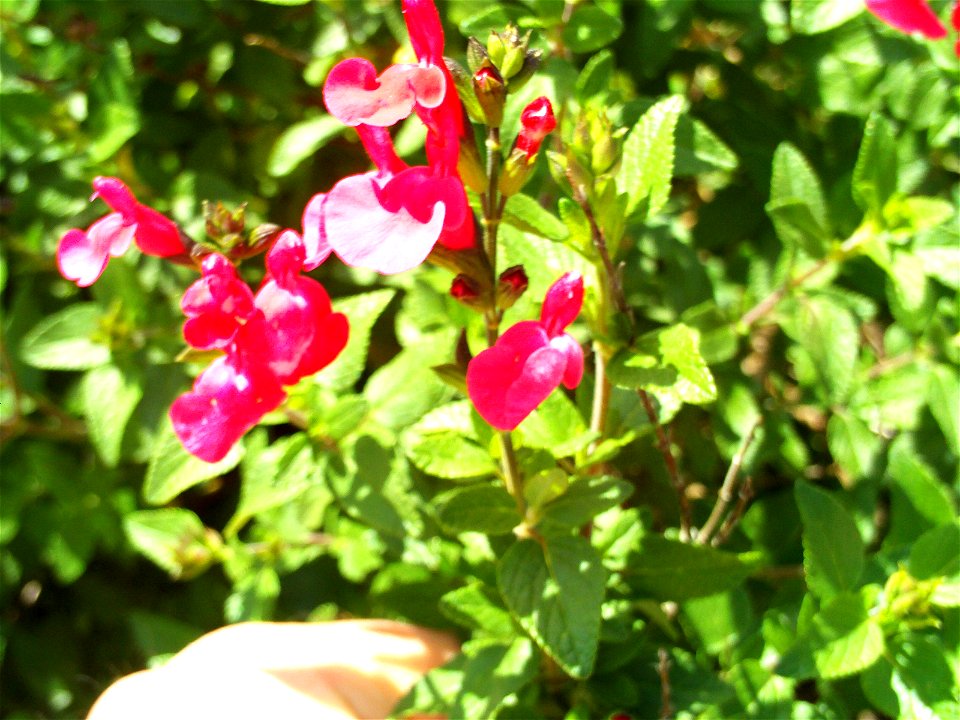 Salvia microphylla, Dehesa Boyal de Puertollano, Spain