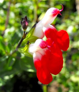 Salvia microphylla 'Hot Lips' at the San Diego Home & Garden Show, California, USA. Identified by exhibitor's sign.