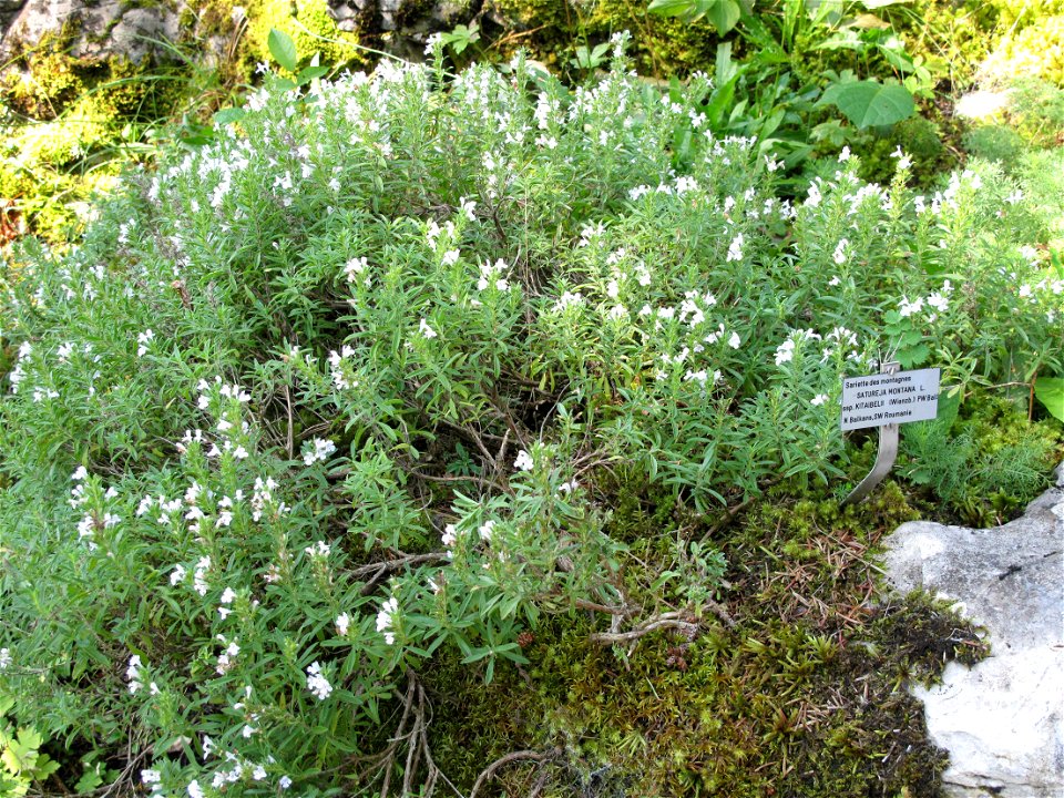 Satureja montana in the botanical garden of la Jaÿsinia in Samoëns (Haute-Savoie, France). Identified by its botanic label.