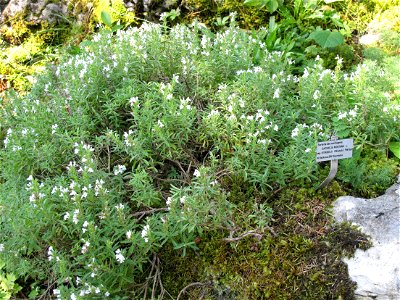 Satureja montana in the botanical garden of la Jaÿsinia in Samoëns (Haute-Savoie, France). Identified by its botanic label.
