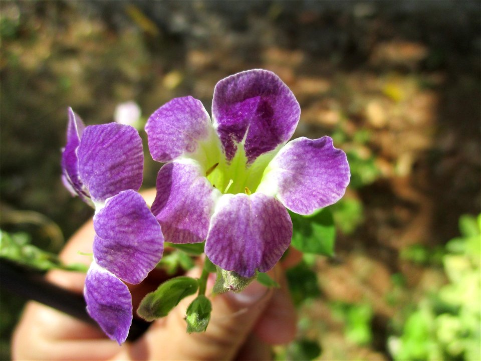 Flower of Chinese violet (Asystasia gangetica), cultivated as an ornamental in Laangke village, northeastern Buton Island, Southeast Sulawesi, Indonesia.