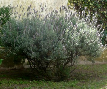 Habit: Subshrub. Perennial plant woody only at the base, on the first 10-30 cm. above ground. Grown at Fortín Olavarría, partido de Rivadavia, provincia de Buenos Aires, Argentina. photo