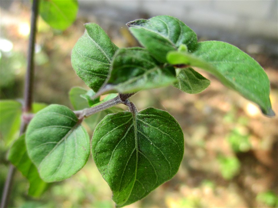 Leaves of Chinese violet (Asystasia gangetica), cultivated as an ornamental in Laangke village, northeastern Buton Island, Southeast Sulawesi, Indonesia.