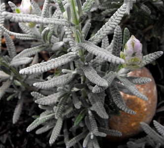 Lavandula dentata on display at the San Diego County Fair, California, USA. Identified by exhibitor's sign.