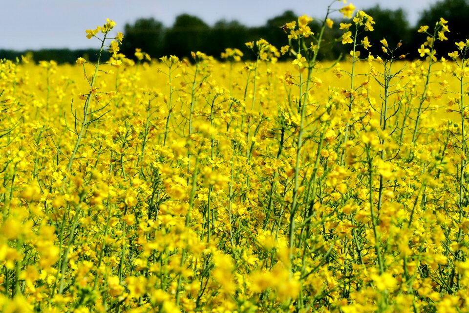 Cultivation commodity agriculture