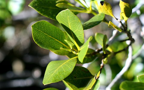 Leaves of mangrove Avicennia marina subsp. australasica, Paihia, Bay of Islands, New Zealand.