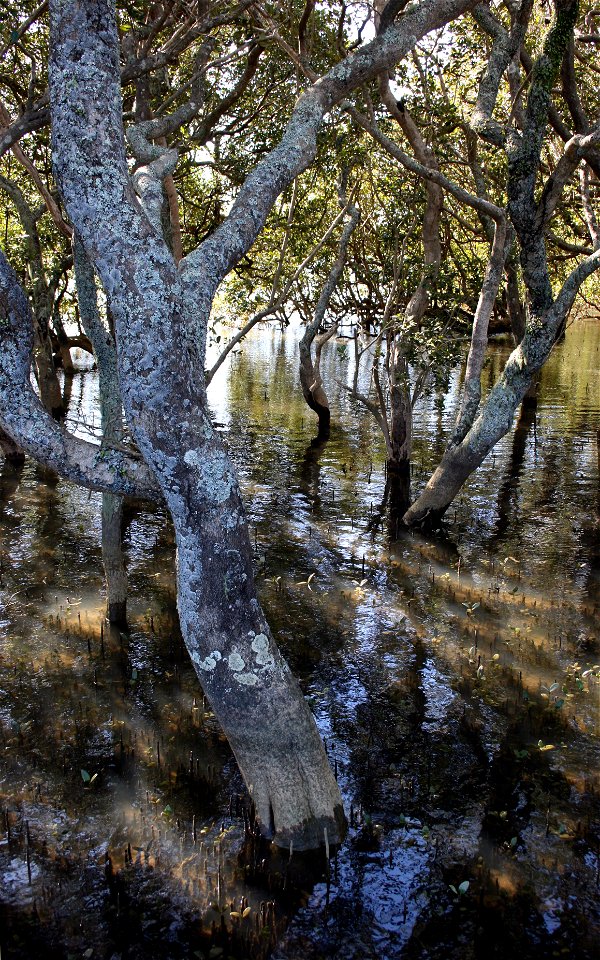 Mangroves Avicennia marina subsp. australasica, Waipatiki Creek, Bay of Islands, New Zealand.