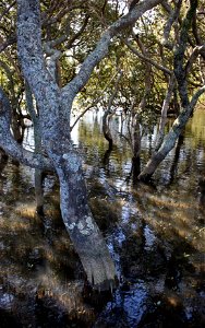 Mangroves Avicennia marina subsp. australasica, Waipatiki Creek, Bay of Islands, New Zealand.