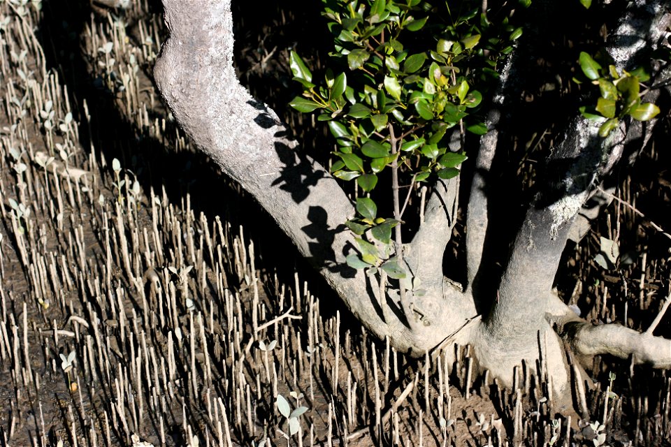 Mangrove Avicennia marina subsp. australasica, trunk and pneumatophore roots, Paihia, Bay of Islands, New Zealand.