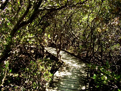 Boardwalk through the mangroves at St Kilda, South Australia