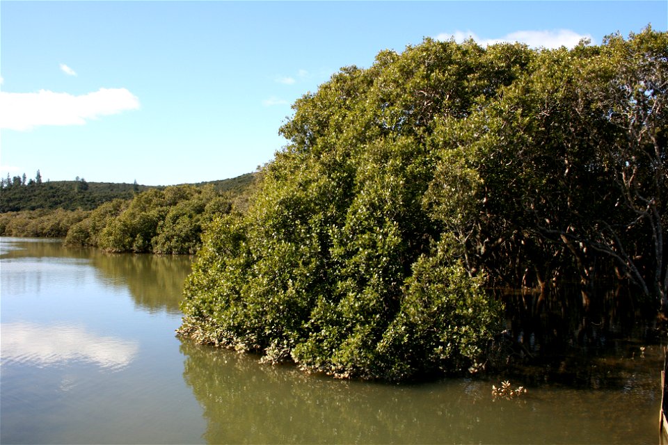 Mangroves (Avicennia marina subsp. australasica), in habitat at Waipatiki Creek, Bay of Islands, New Zealand.