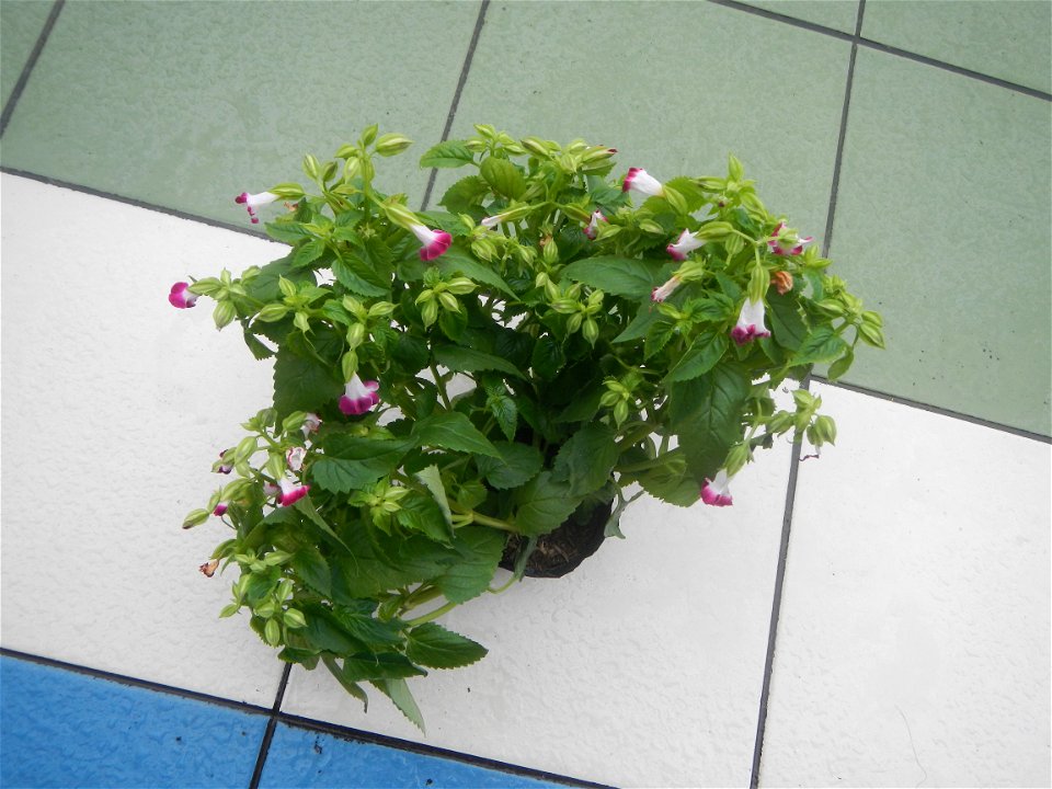 Plants and flowers of the Philippines in in Barangay Pagala 14°58'14"N   120°53'26"E Baliuag, Bulacan, Bulacan province, (accessed from Cagayan Valley Road, Baliuag-Pulilan-Guiguinto, Bulacan) Pan-Phi