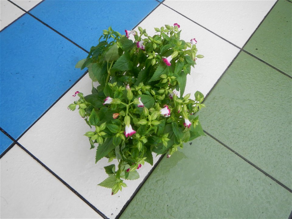 Plants and flowers of the Philippines in in Barangay Pagala 14°58'14"N   120°53'26"E Baliuag, Bulacan, Bulacan province, (accessed from Cagayan Valley Road, Baliuag-Pulilan-Guiguinto, Bulacan) Pan-Phi