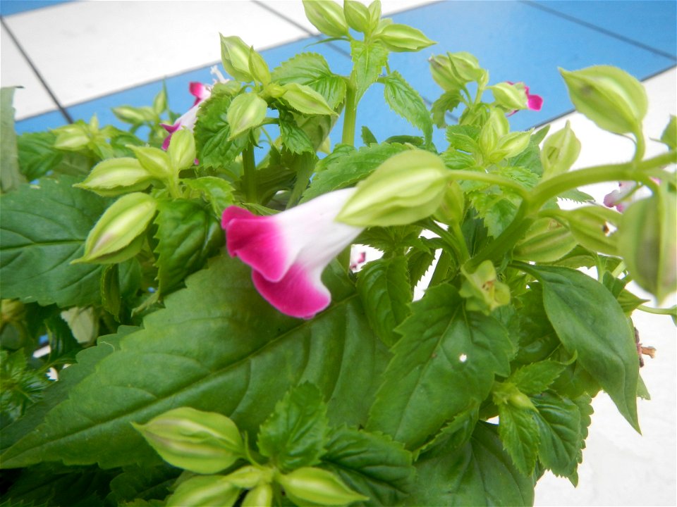 Plants and flowers of the Philippines in in Barangay Pagala 14°58'14"N   120°53'26"E Baliuag, Bulacan, Bulacan province, (accessed from Cagayan Valley Road, Baliuag-Pulilan-Guiguinto, Bulacan) Pan-Phi