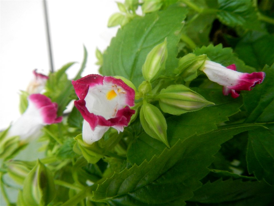 Plants and flowers of the Philippines in in Barangay Pagala 14°58'14"N   120°53'26"E Baliuag, Bulacan, Bulacan province, (accessed from Cagayan Valley Road, Baliuag-Pulilan-Guiguinto, Bulacan) Pan-Phi