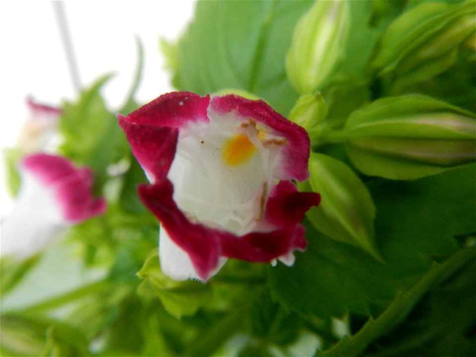 Plants and flowers of the Philippines in in Barangay Pagala 14°58'14"N   120°53'26"E Baliuag, Bulacan, Bulacan province, (accessed from Cagayan Valley Road, Baliuag-Pulilan-Guiguinto, Bulacan) Pan-Phi