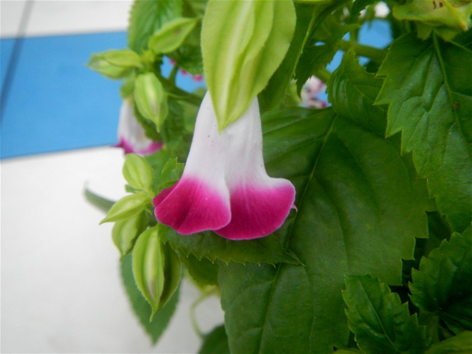 Plants and flowers of the Philippines in in Barangay Pagala 14°58'14"N   120°53'26"E Baliuag, Bulacan, Bulacan province, (accessed from Cagayan Valley Road, Baliuag-Pulilan-Guiguinto, Bulacan) Pan-Phi