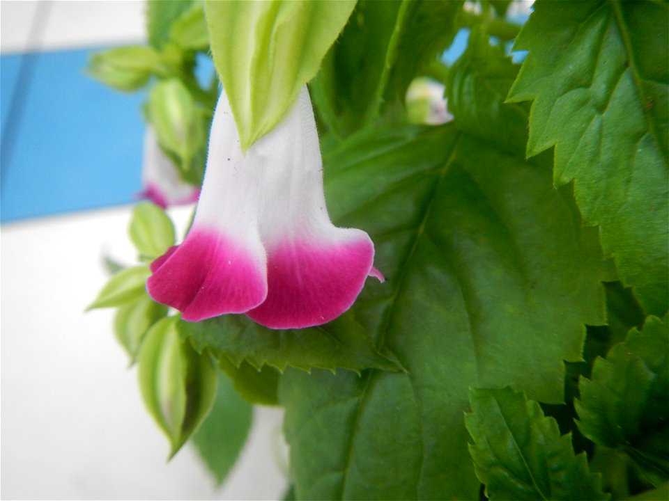 Plants and flowers of the Philippines in in Barangay Pagala 14°58'14"N   120°53'26"E Baliuag, Bulacan, Bulacan province, (accessed from Cagayan Valley Road, Baliuag-Pulilan-Guiguinto, Bulacan) Pan-Phi