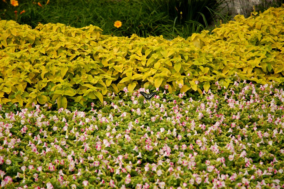 Typical street-side flowers in Beijing. Butterfly of unknown species.