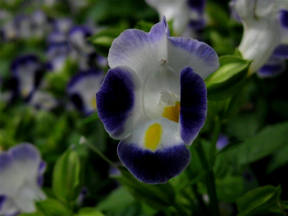 Lamiaceae -- Clinopodium - C. gracile (very doubtful Richard Avery (talk) 15:59, 11 July 2014 (UTC))