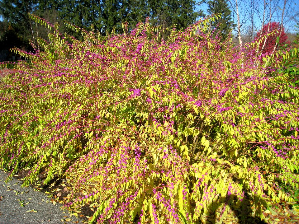 Callicarpa japonica 'Issai' specimen in Lasdon Park and Arboretum, Somers, New York, USA.