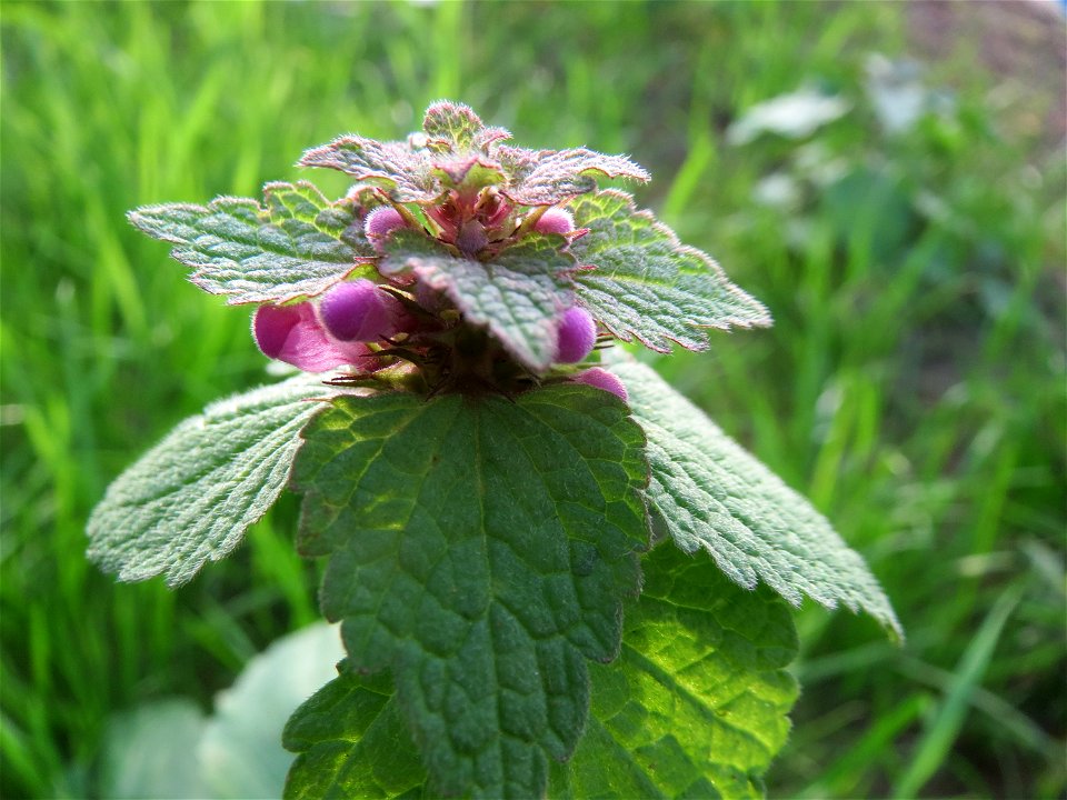 Purpurrote Taubnessel (Lamium purpureum) in Hockenheim