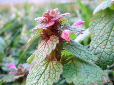Purpurrote Taubnessel (Lamium purpureum) in Hockenheim