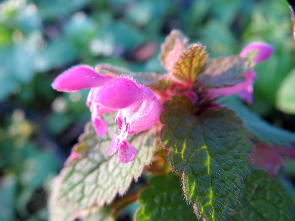 Purpurrote Taubnessel (Lamium purpureum) im Landesgartenschaupark Hockenheim
