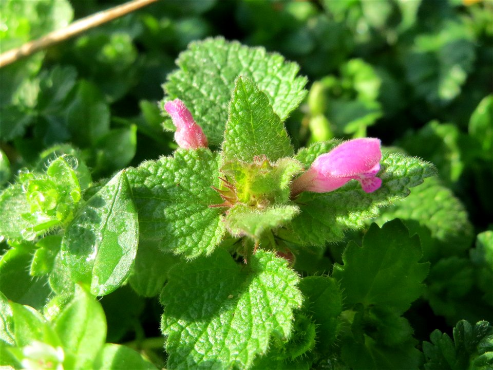 Purpurrote Taubnessel (Lamium purpureum) in Hockenheim