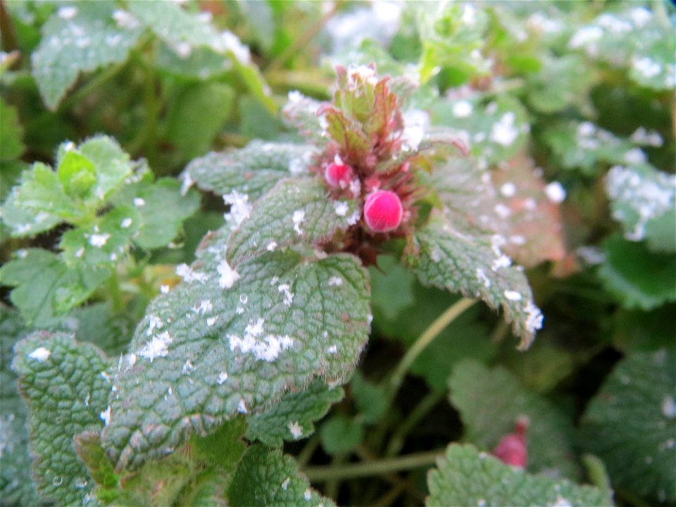 Purpurrote Taubnessel (Lamium purpureum) in Hockenheim