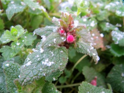 Purpurrote Taubnessel (Lamium purpureum) in Hockenheim