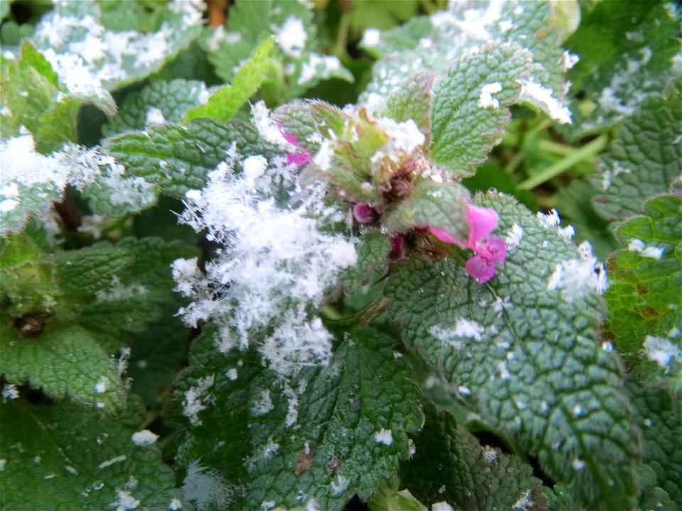 Purpurrote Taubnessel (Lamium purpureum) in Hockenheim