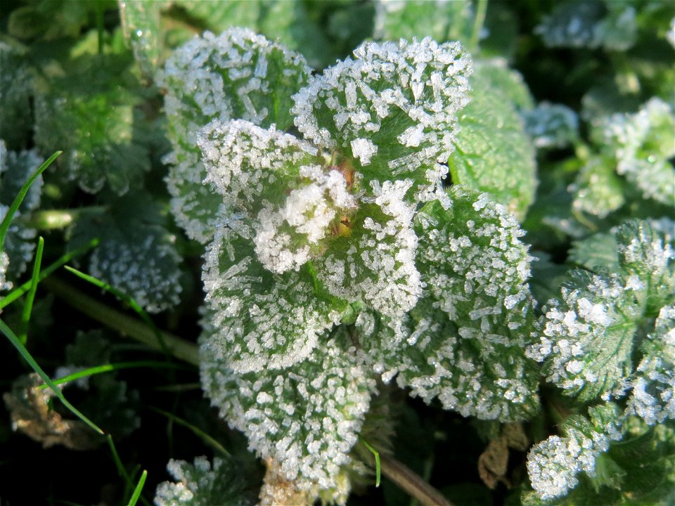 Purpurrote Taubnessel (Lamium purpureum) in Hockenheim