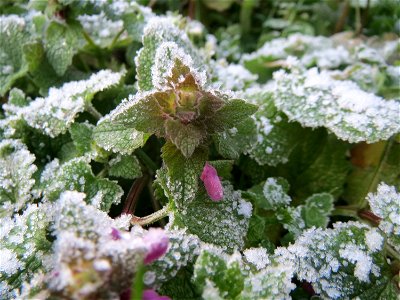 Purpurrote Taubnessel (Lamium purpureum) in Hockenheim