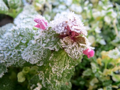 Purpurrote Taubnessel (Lamium purpureum) in Hockenheim