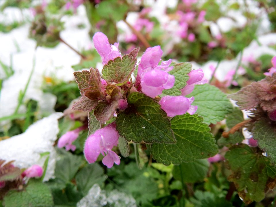 Purpurrote Taubnessel (Lamium purpureum) in Hockenheim