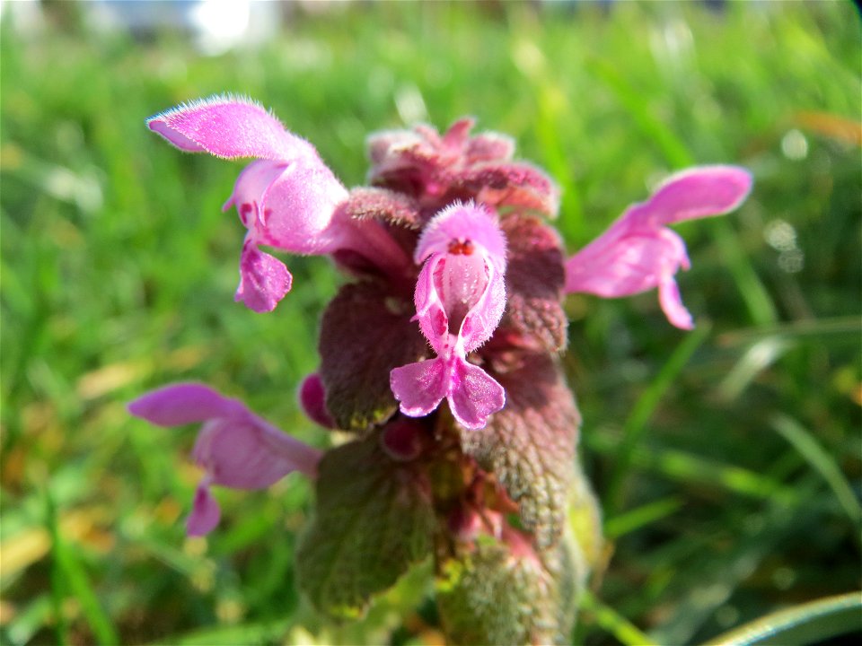 Purpurrote Taubnessel (Lamium purpureum) in Hockenheim