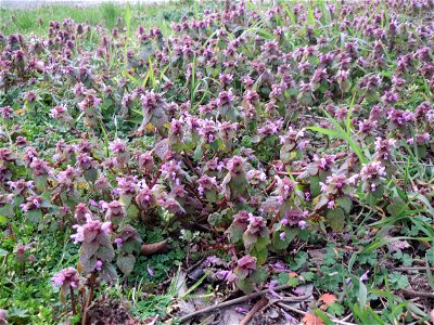 Purpurrote Taubnessel (Lamium purpureum) in Hockenheim