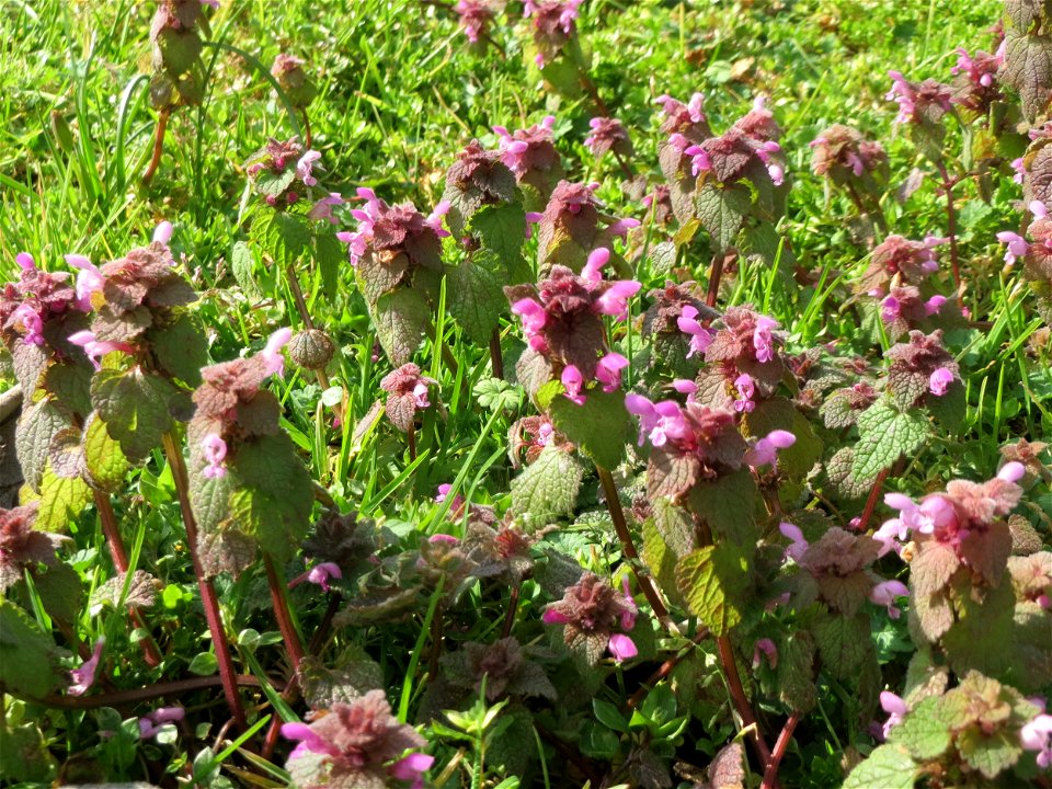 Purpurrote Taubnessel (Lamium purpureum) in Hockenheim