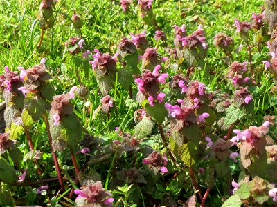 Purpurrote Taubnessel (Lamium purpureum) in Hockenheim