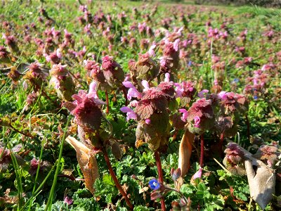 Purpurrote Taubnessel (Lamium purpureum) in Hockenheim