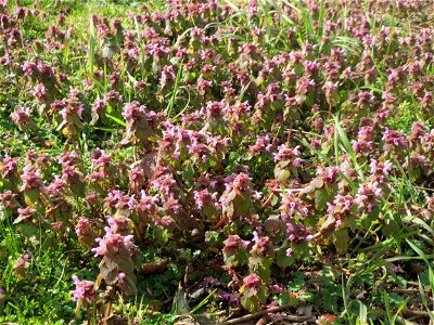 Purpurrote Taubnessel (Lamium purpureum) in Hockenheim