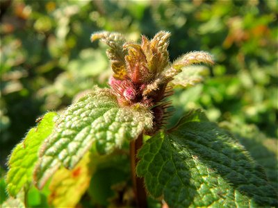 Purpurrote Taubnessel (Lamium purpureum) in Hockenheim