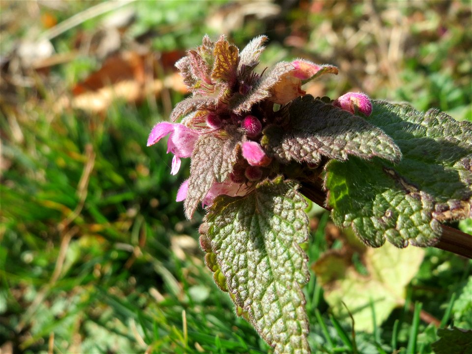 Purpurrote Taubnessel (Lamium purpureum) in Hockenheim