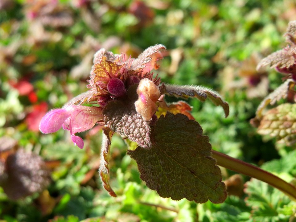 Purpurrote Taubnessel (Lamium purpureum) in Hockenheim